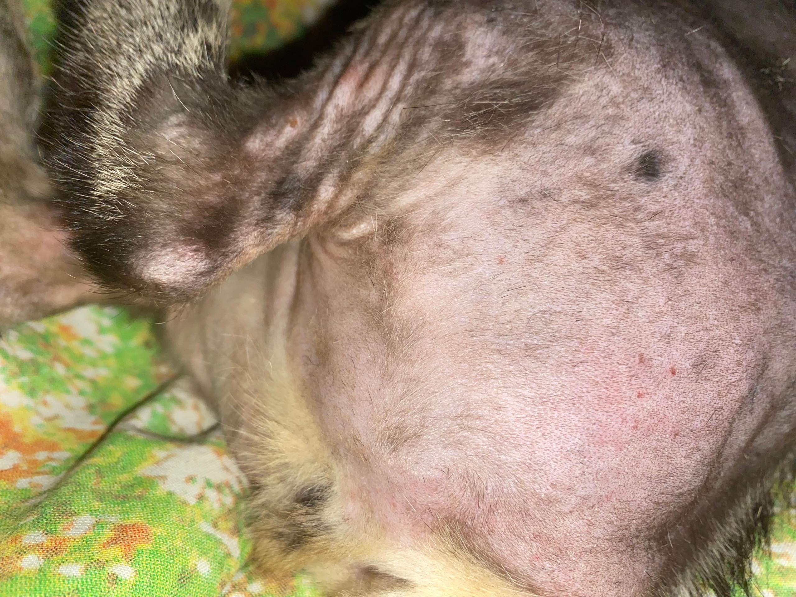 Katze hautkrankheiten? (Tierarzt, Tiermedizin, Hauskatze)