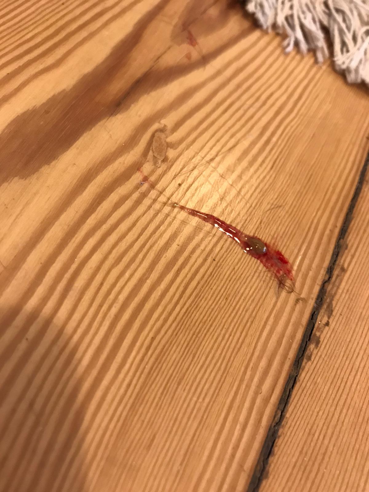 katze hinterlasst blut und schleim am boden was kann das sein gesundheit und medizin katzengesundheit