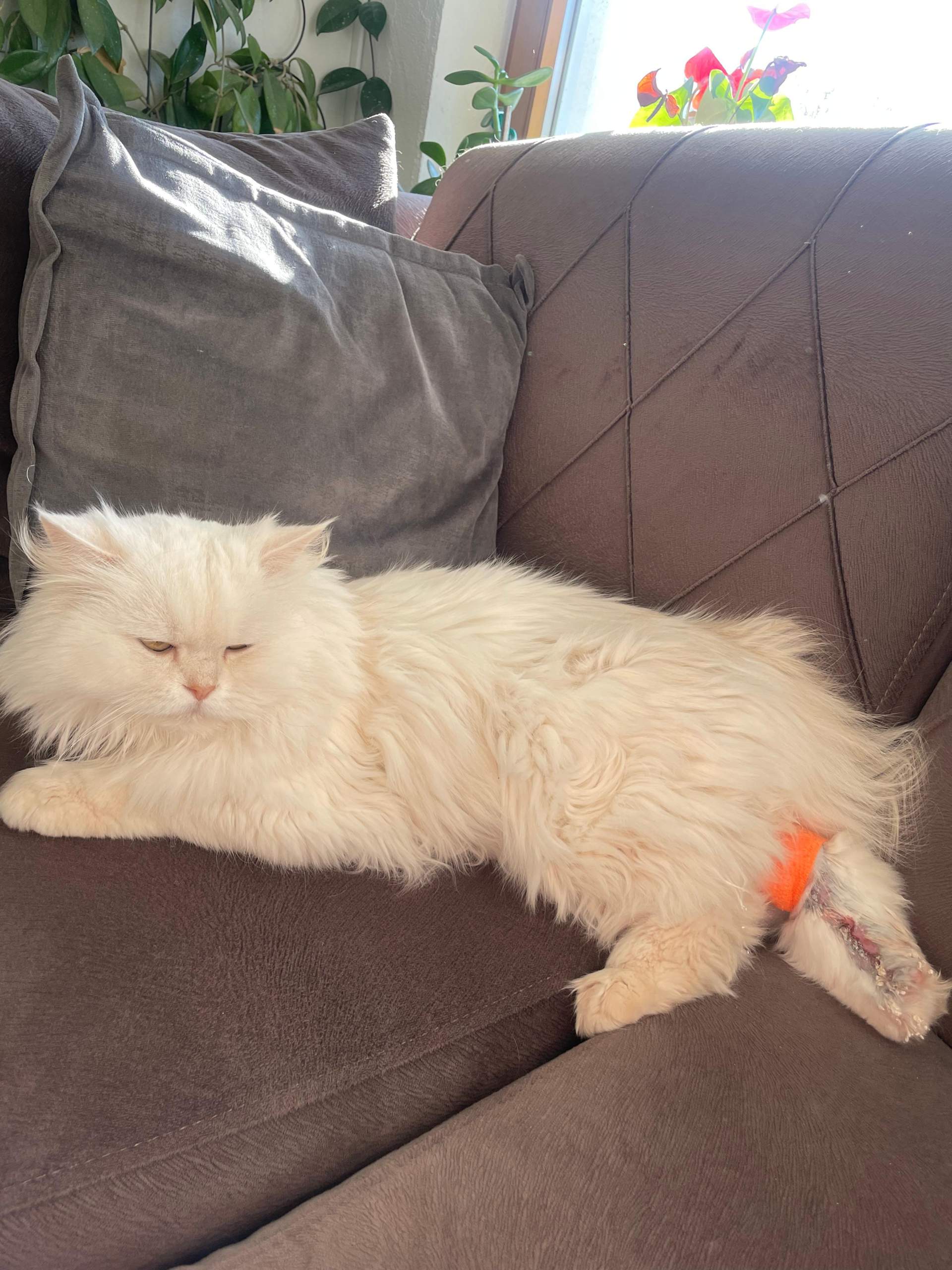 Katze humpelt 2 Monate nach Verletzung? (Tierarzt, Kater, Tiermedizin)