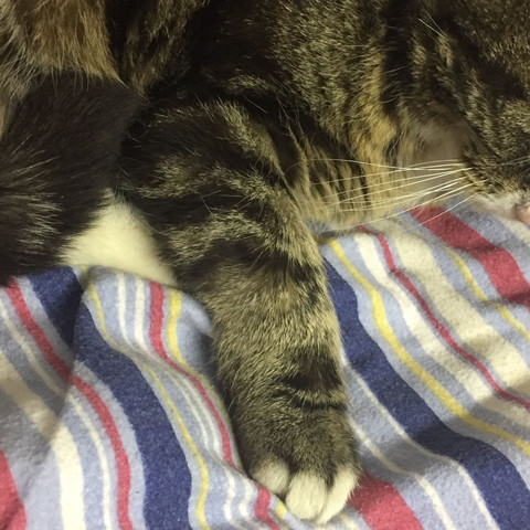 Katze Humpelt Und Hat Ein Dickes Arm Katze Humpelt Und Hat Ein Dickes Arm
