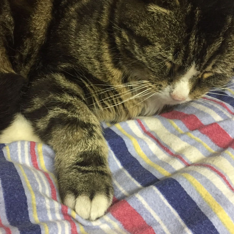 Katze Humpelt Und Hat Ein Dickes Arm Katze Humpelt Und Hat Ein Dickes Arm