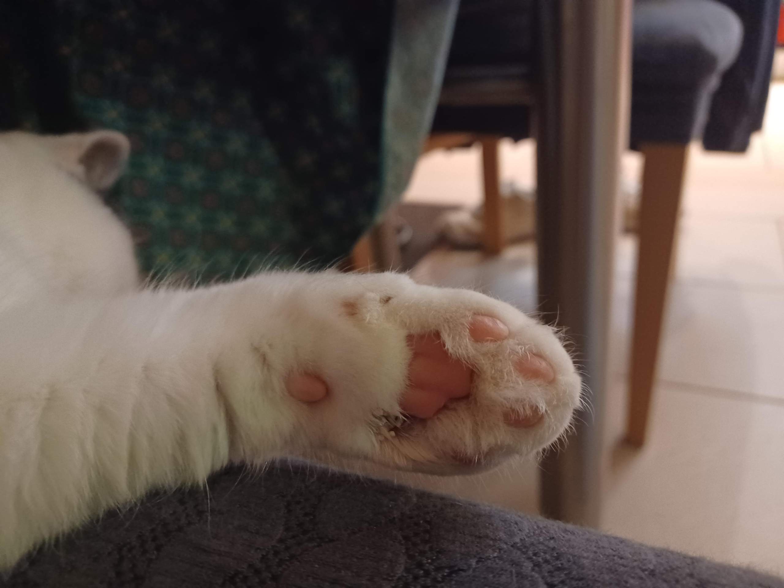 Katze humpelt und Pfote sieht komisch aus, Ideen was das sein könnte? (Tierarzt, Tiermedizin