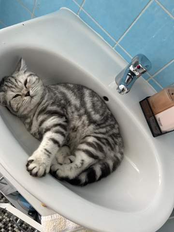Katze im Waschbecken?