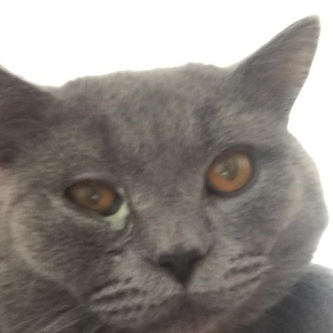 Katze In Auge Schleim Tiere Augen