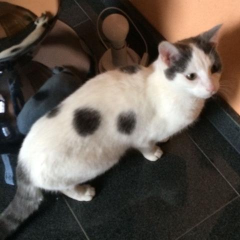 Katze Ist Sie Trachtig Katzen Trachtig