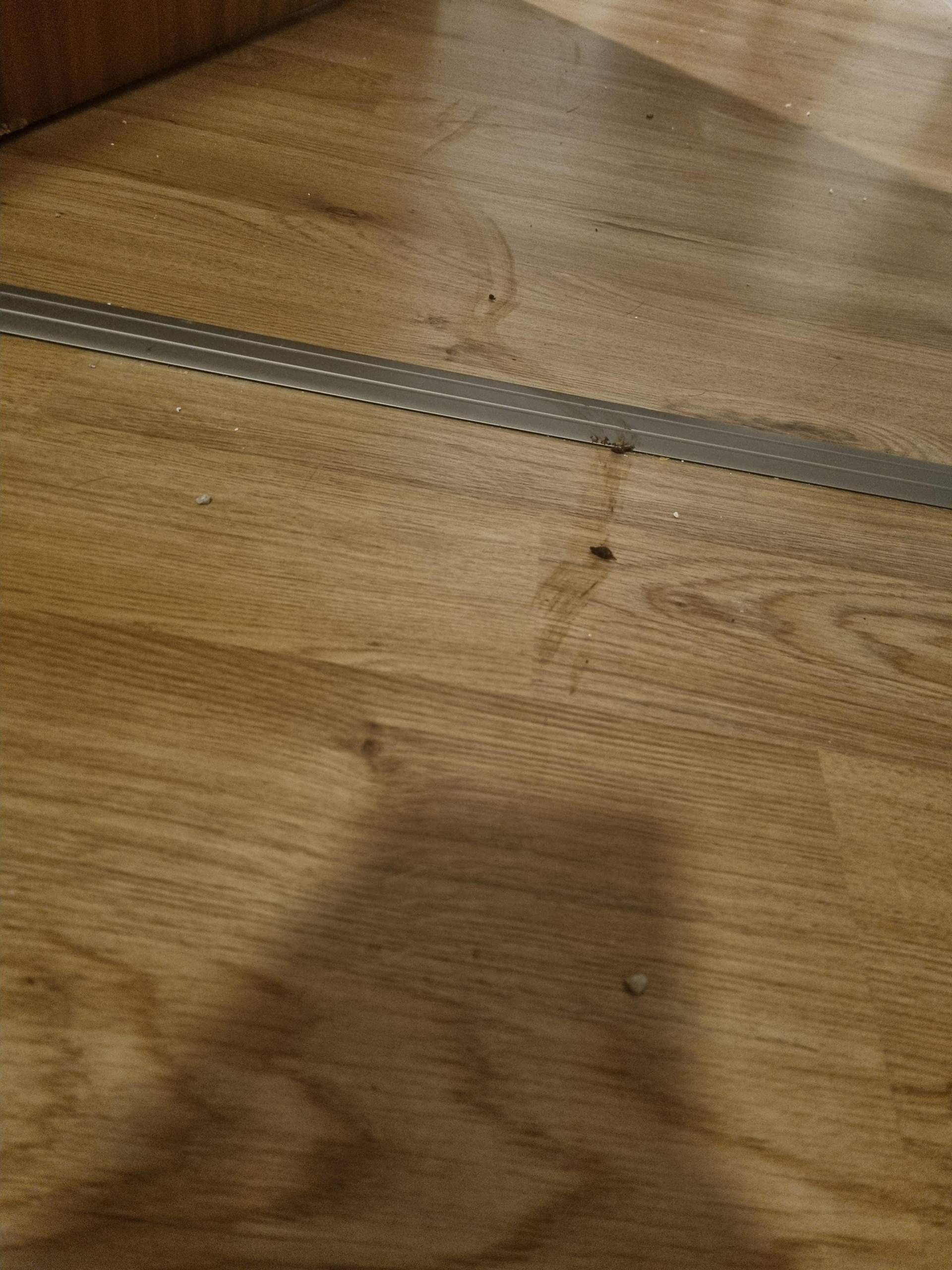 Katze kackt ins Wohnzimmer? (Tierarzt, Kater, Tiermedizin)
