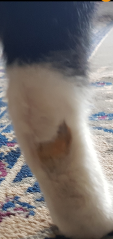 katze kahle stelle am hinterbein was kann es sein kater kahl