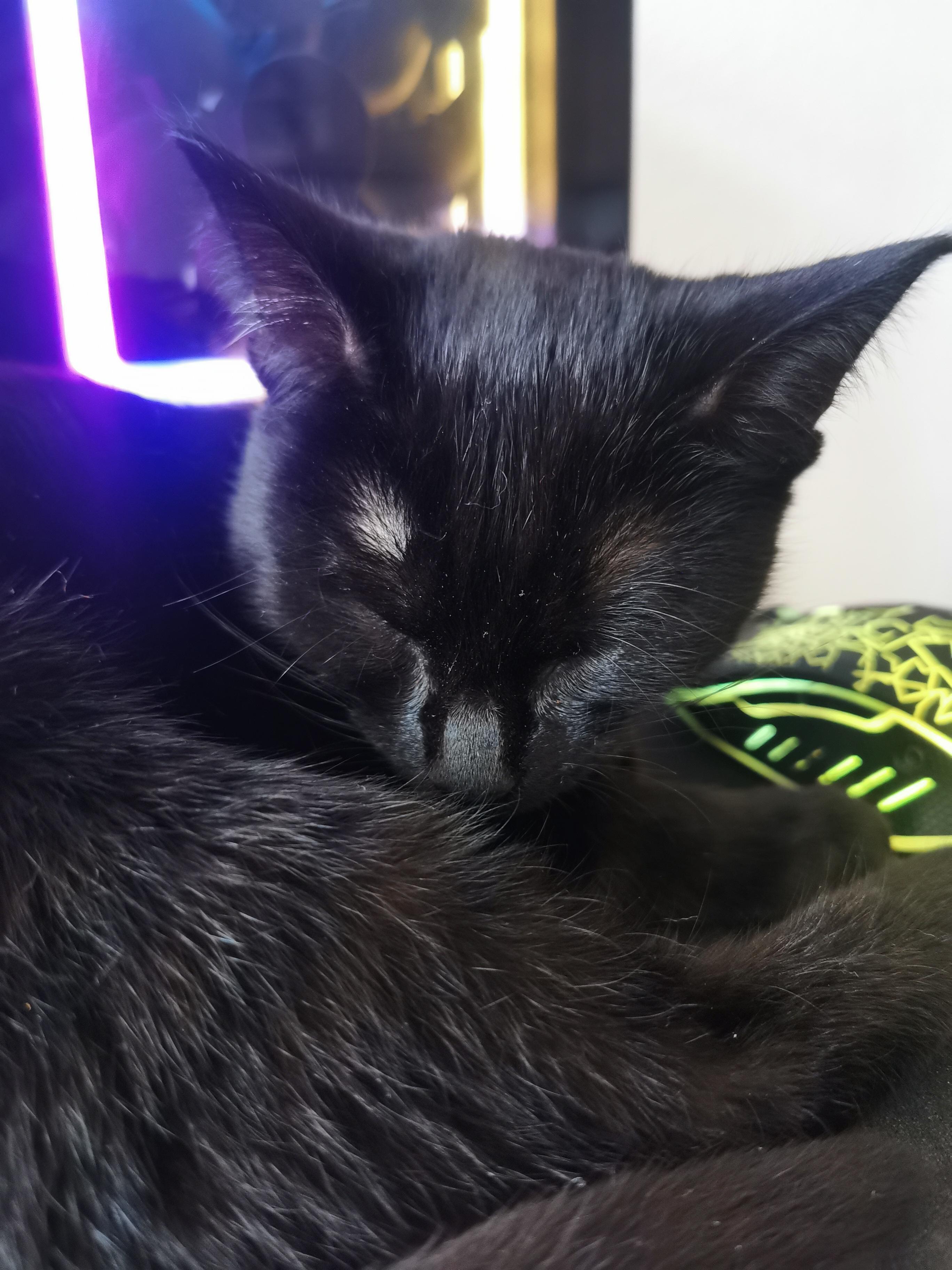 katze kahle stelle im fell tiere