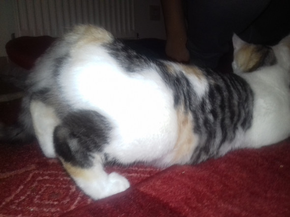 katze kann sich nicht richtig hinlegen