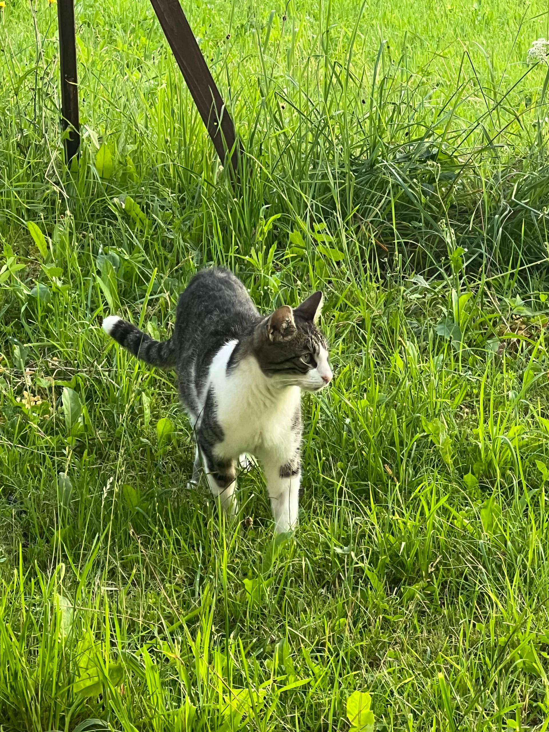Katze kaum noch Zuhause, viel draußen? (Haustiere, Kater, Katzenjunges)
