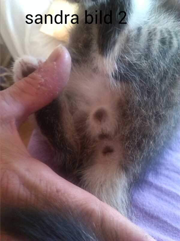 katze kitten geschlecht bestimmen
