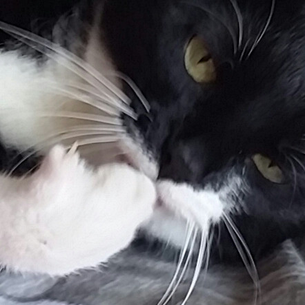 - (Katze, Krallen)