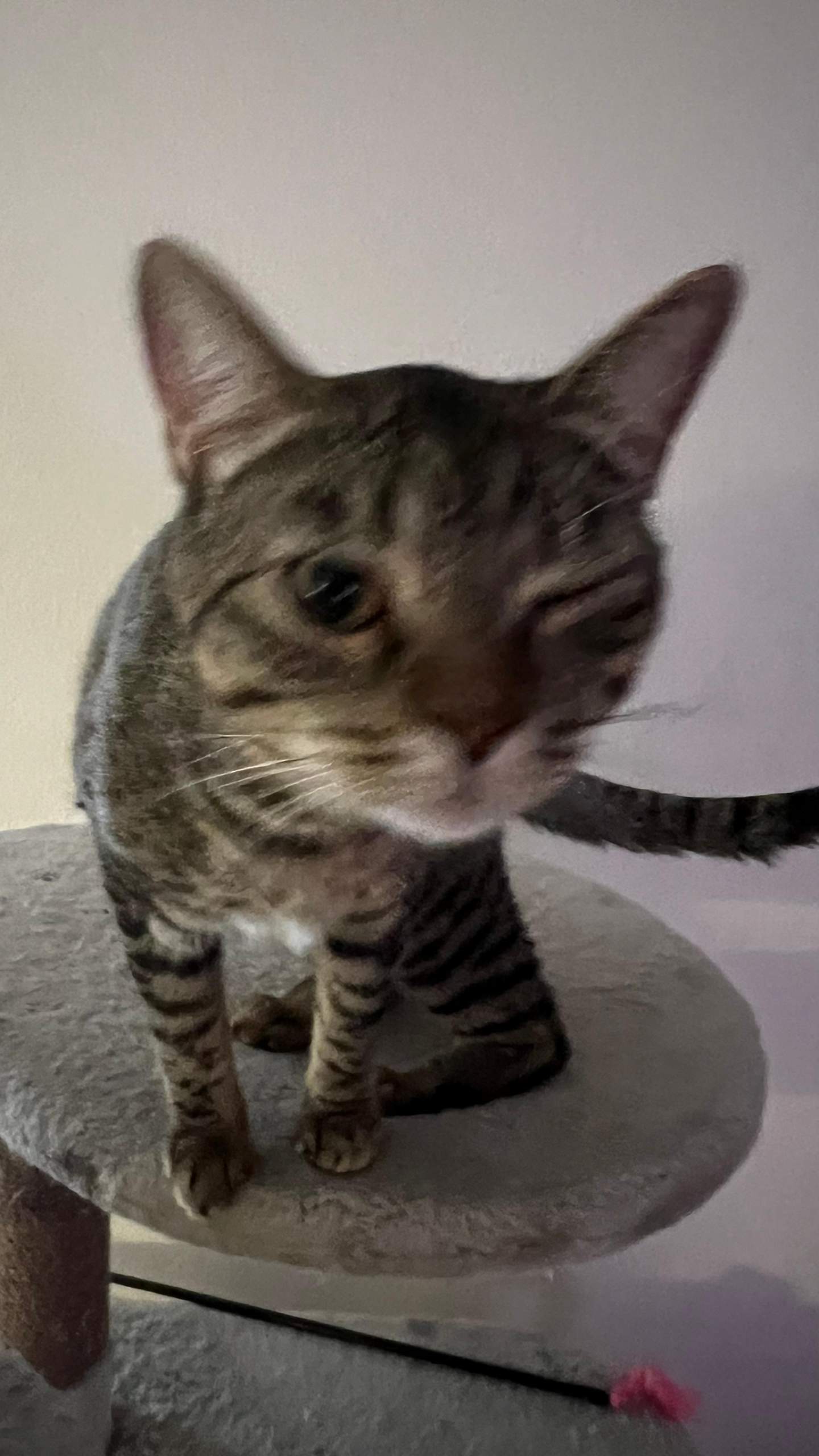 Katze kneift auge zu? (Tierarzt, Kater, Tierhaltung)