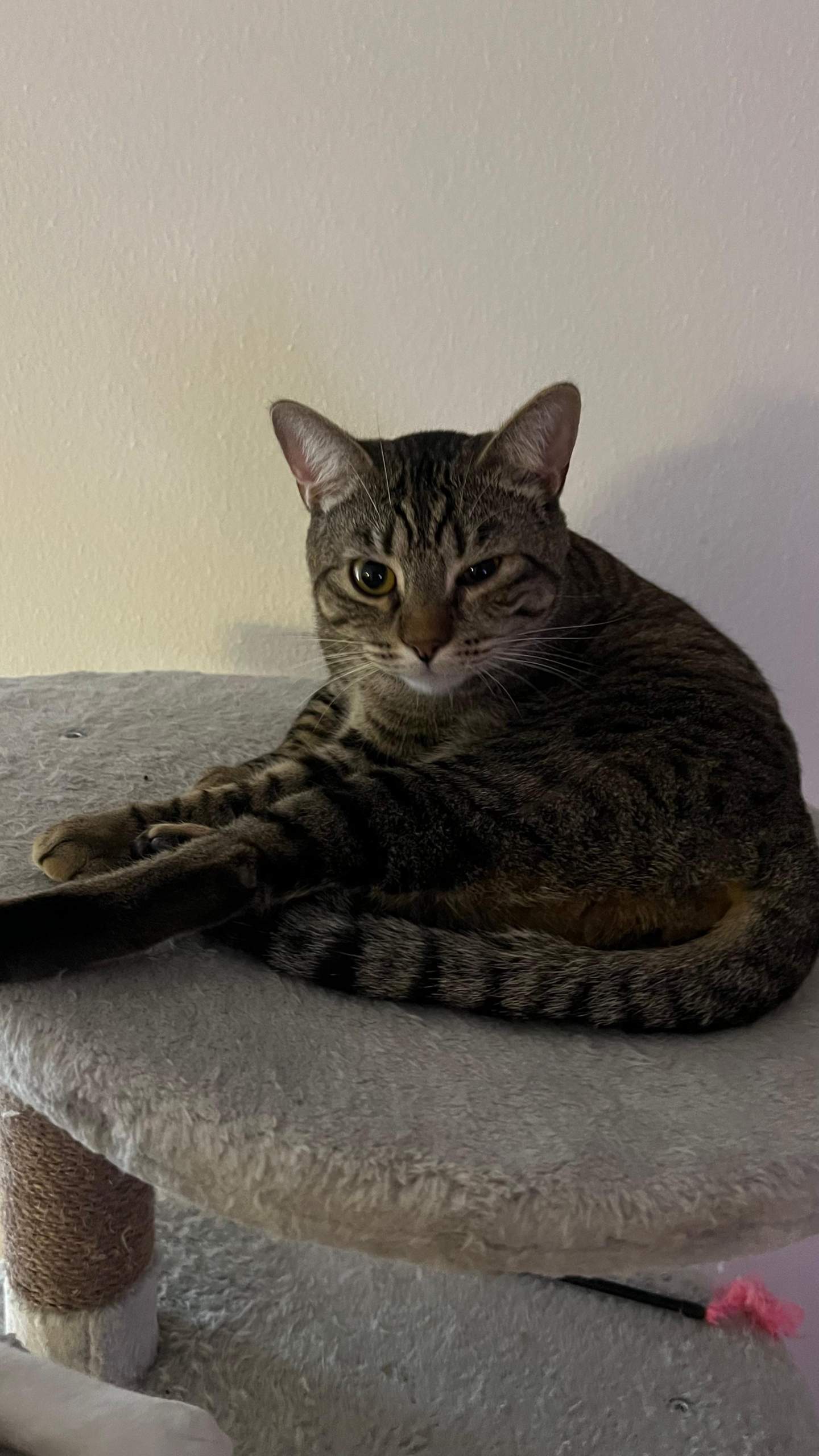 Katze kneift auge zu? (Tierarzt, Kater, Tierhaltung)