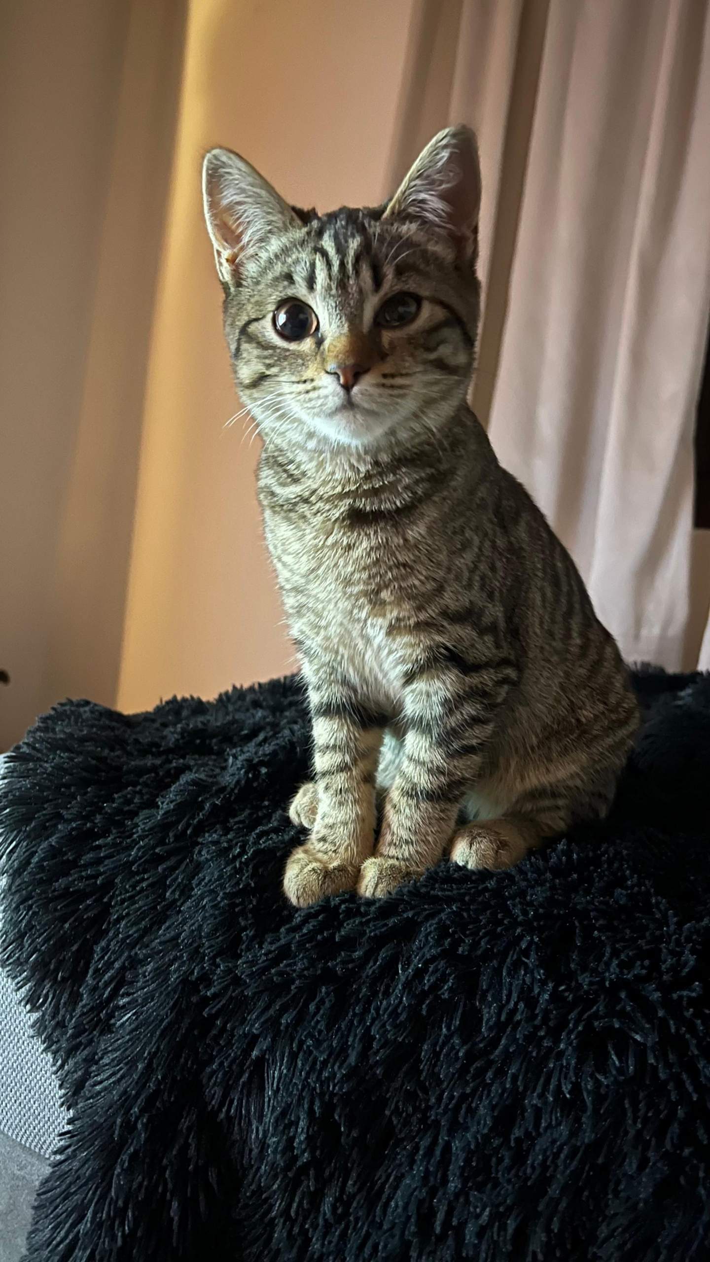 Katze kneift auge zu? (Tierarzt, Kater, Tierhaltung)