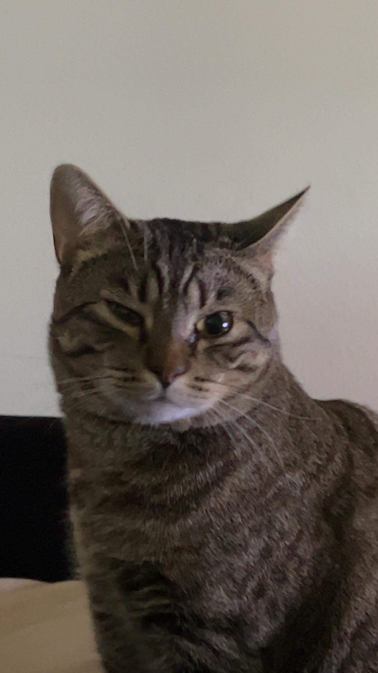 Katze kneift auge zu? (Tierarzt, Kater, Tierhaltung)