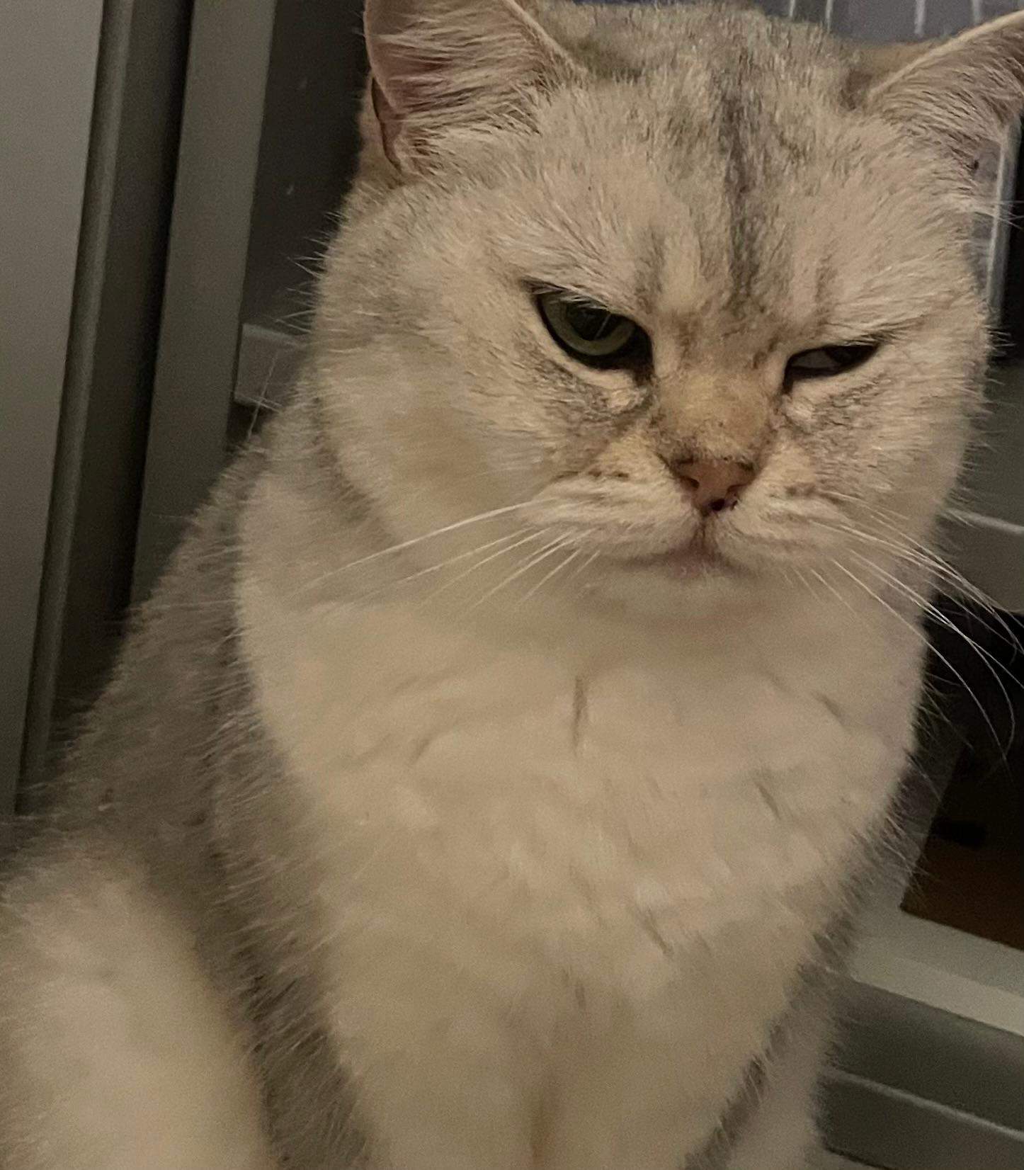 Katze kneift Auge zu? (Entzündung, Tierarzt, Kater)