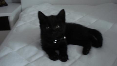 katze kommt nicht mehr nach hause nachbarn