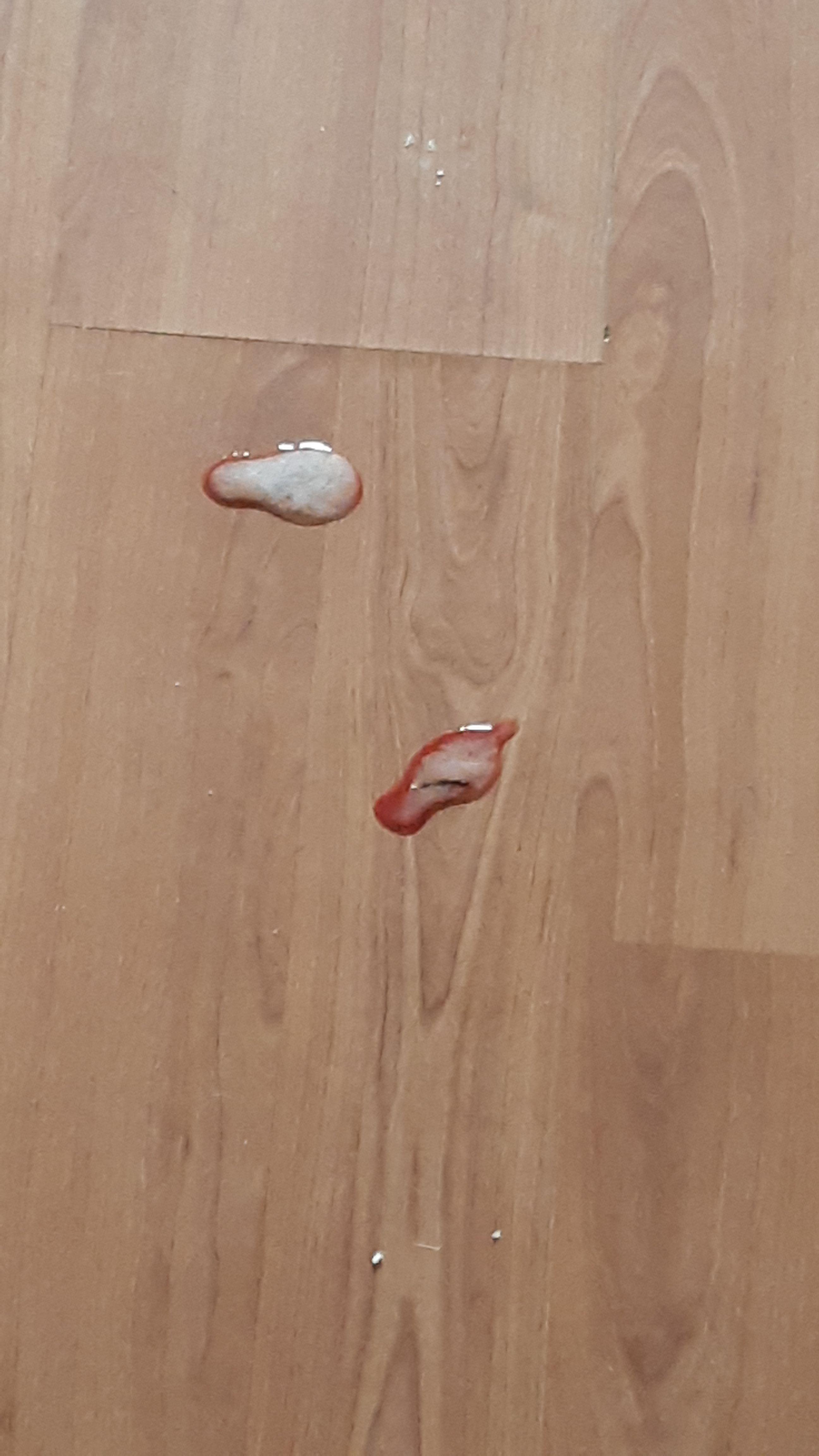 katze kotzt blutigen schaum gesundheit und medizin blut tierarzt