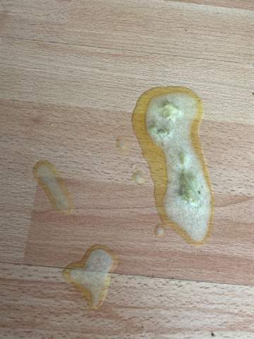 Katze kotzt gelb & weiße Flüssigkeit (mit Bild!)? (Gesundheit und Medizin)