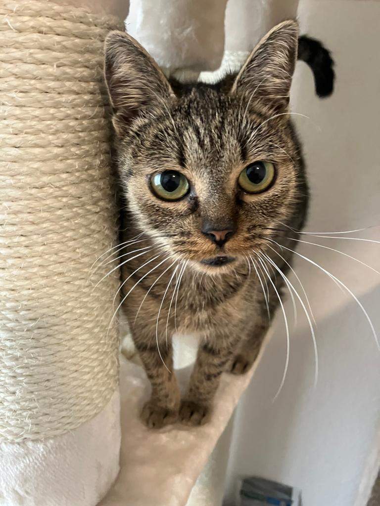 Katze Zuhause Gestorben -- Was Tun Katze krank was tun? (Tierarzt, Hauskatze, Katzenhaltung)