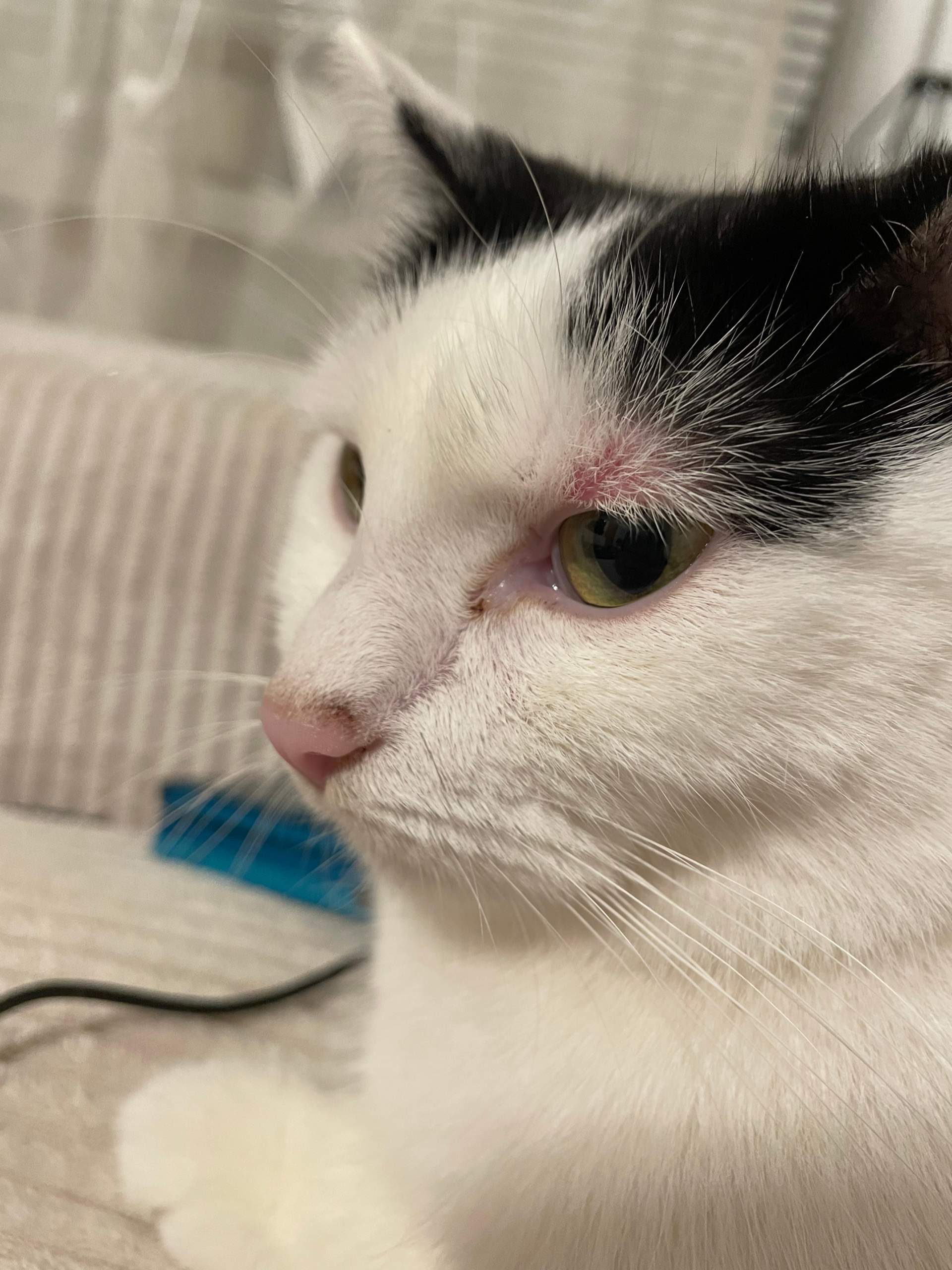 katze krankheiten? (Krankheit, Tierarzt)