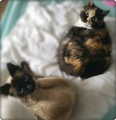 katze kratzt faucht nicht warum tiere kratzen knurren