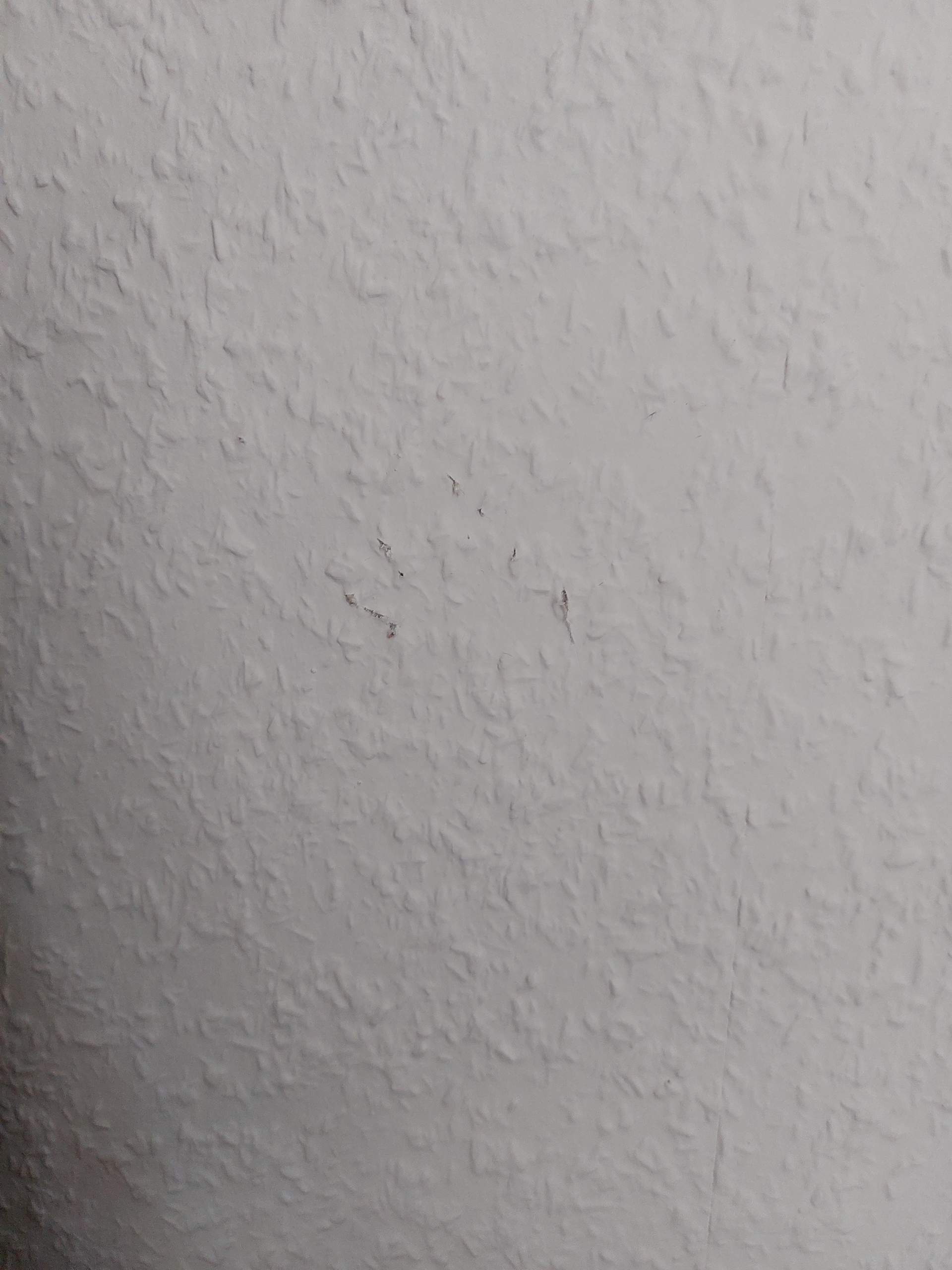 Katze kratzt an Wand? (kratzen)