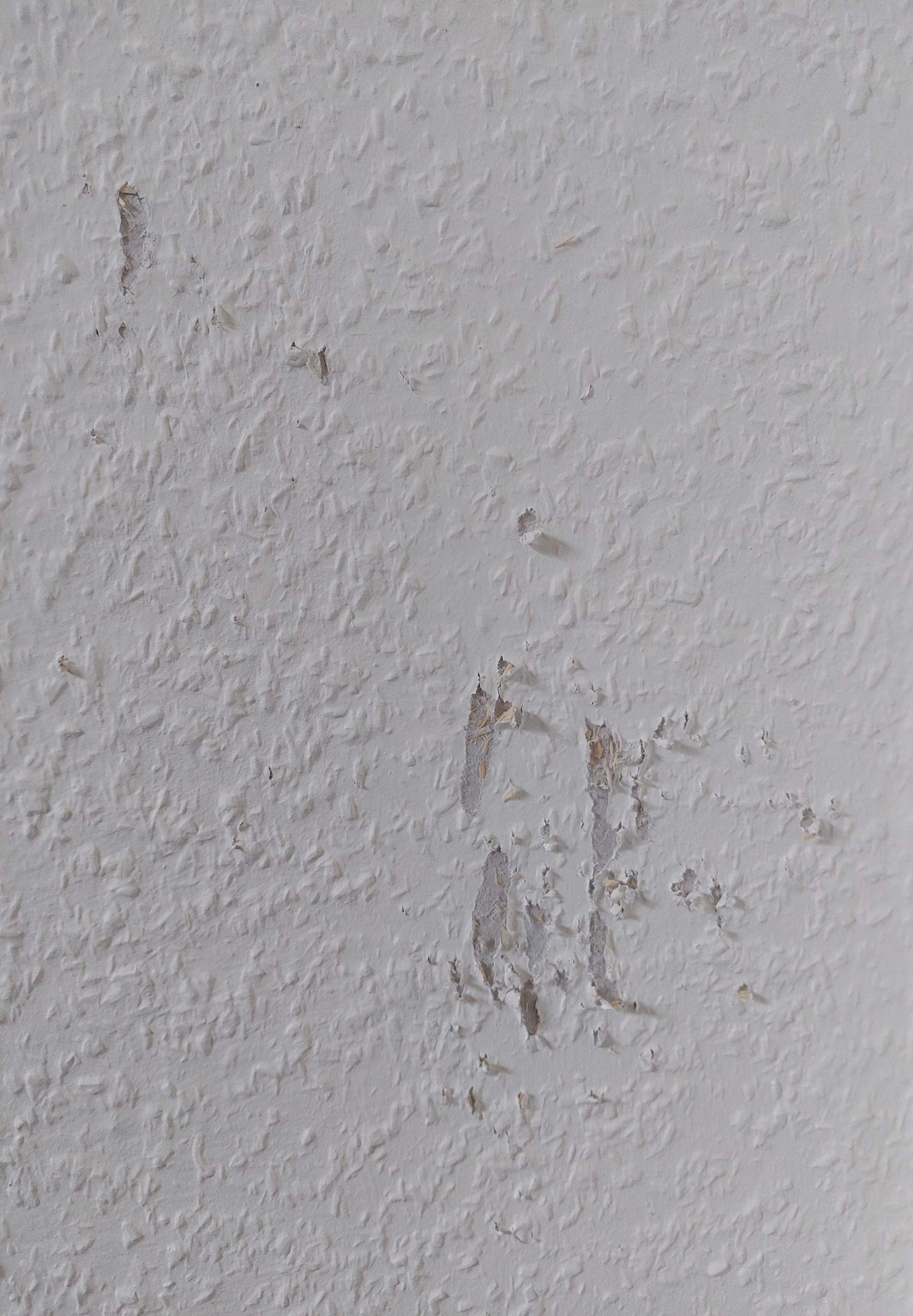 Katze kratzt an Wand? (kratzen)