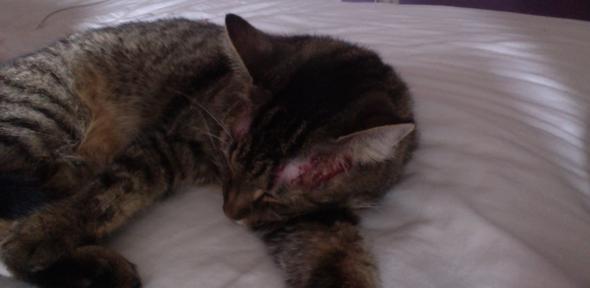 Katze Kratzt Ohren Blutig Tiere Katzen Allergie