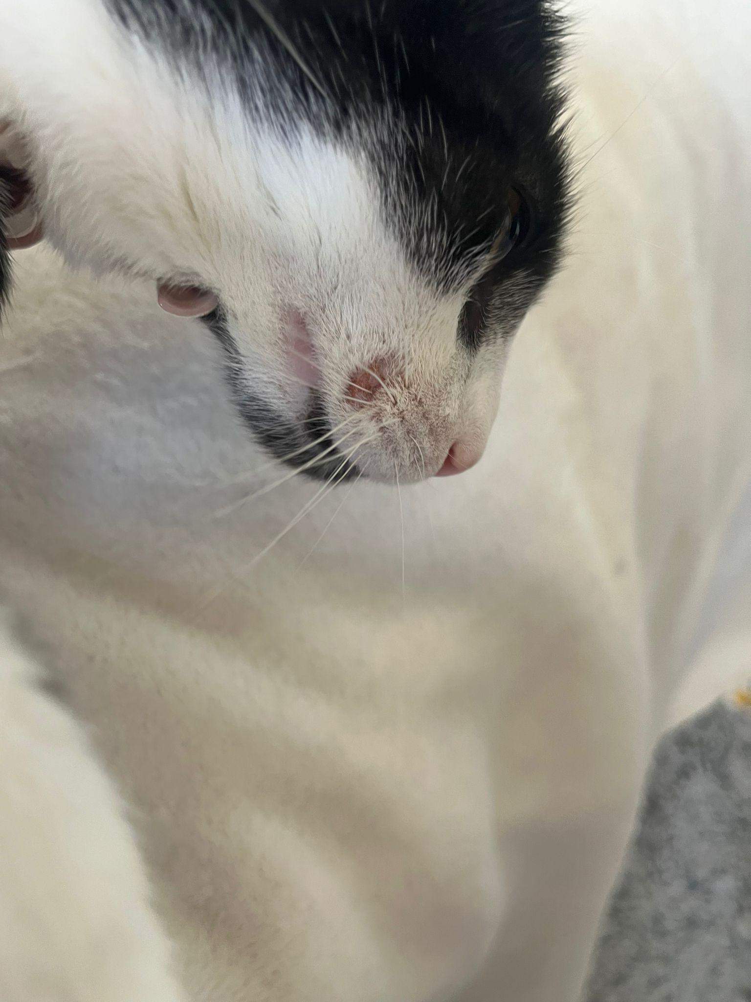 Katze Kratzt Sich Blutig Am Kopf Katze kratzt sich andauernd an einer stelle? (Tiermedizin, Hauskatze