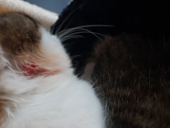 Katze Ohr Blutig Gekratzt