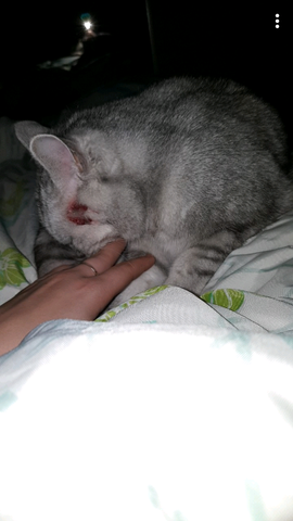 Katze Kratzt Sich Blutig Im Gesicht
