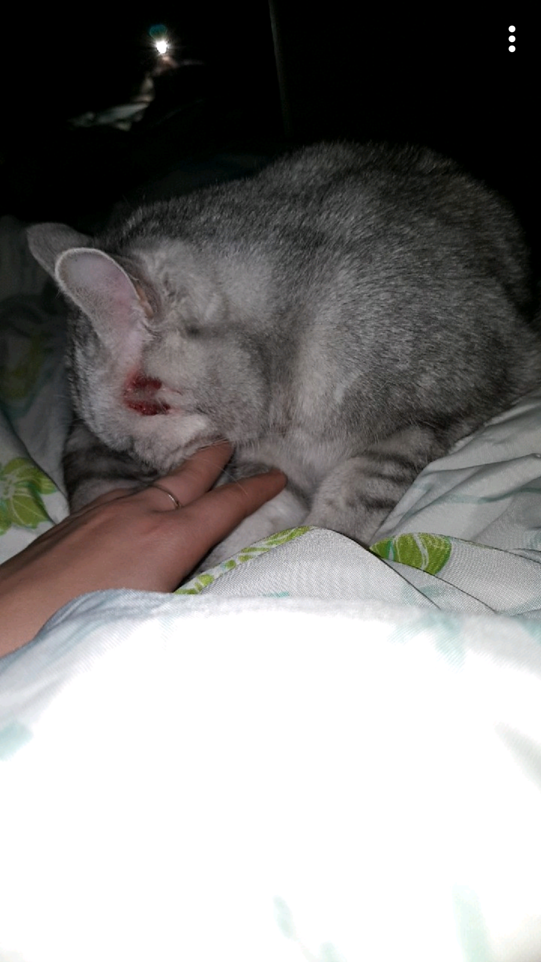 Katze kratzt sich blutig? (Tiere, Katzen, Wunde)