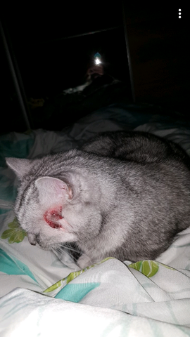 katze kratzt sich blutig tiere katzen wunde