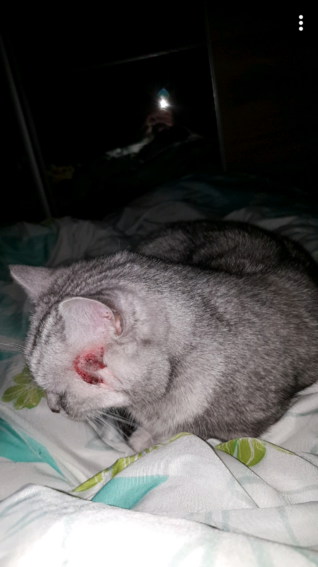 Katze kratzt sich blutig? (Tiere, Katzen, Wunde)