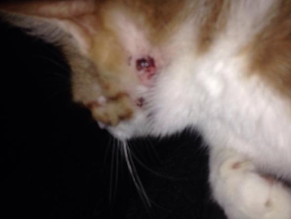 katze kratzt sich den kopf auf wunde kratzen