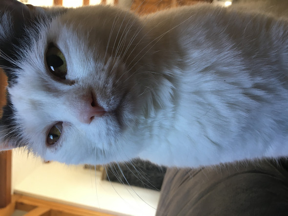 Katze Kreislauf Zusammenbruch Bei Narkose Gesundheit Und Medizin Tierarzt Artgerechte Haltung