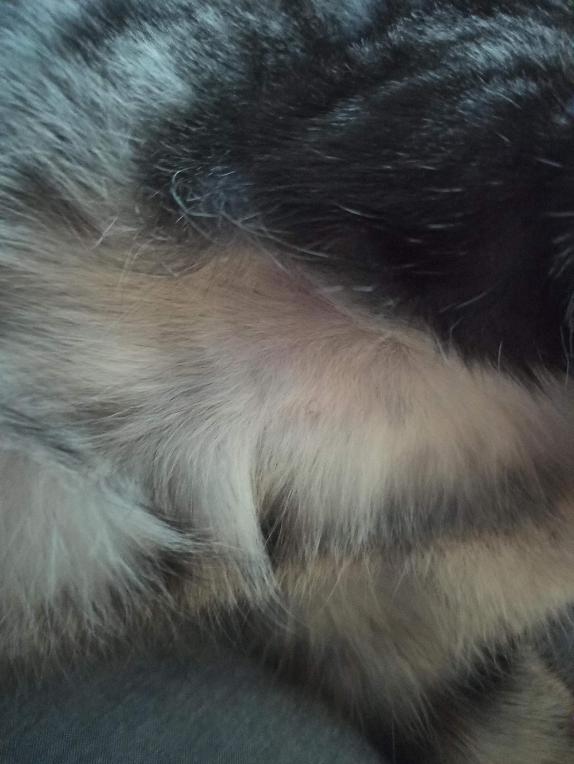 Katze leckt sich bauch kahl? (Hauskatze, Tiergesundheit)