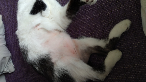 Katze leckt sich das ganze Fell weg? (Tiere, Tierarzt, Juckreiz)