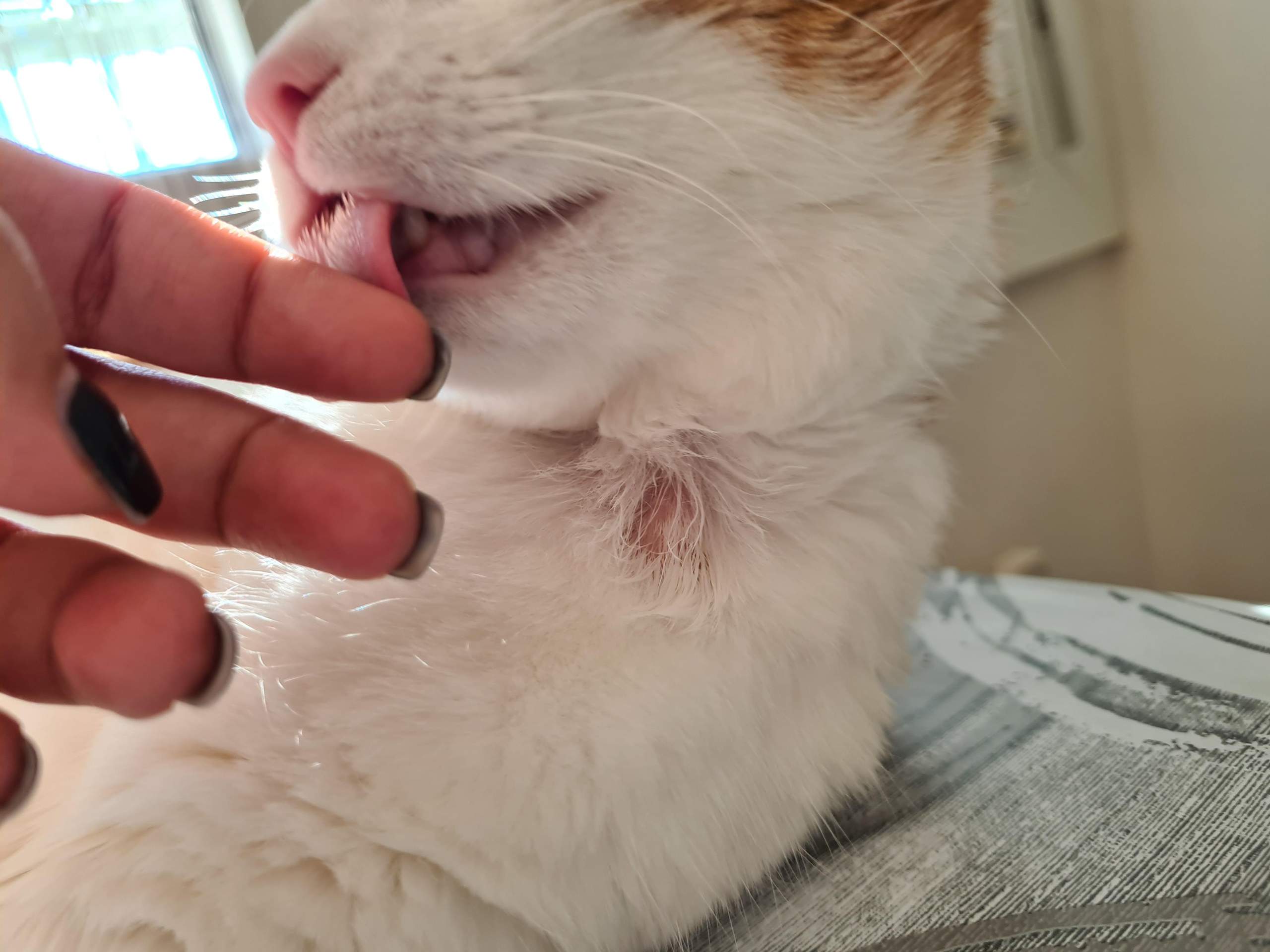 Katze leckt sich Fell am Hals weg? (Gesundheit und Medizin, Tierarzt, Veterinär)