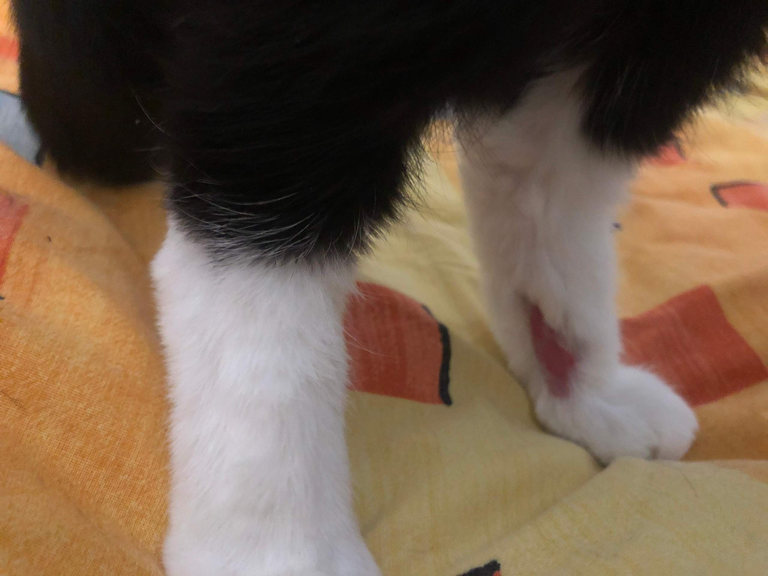 Katze Leckt Füße Ab