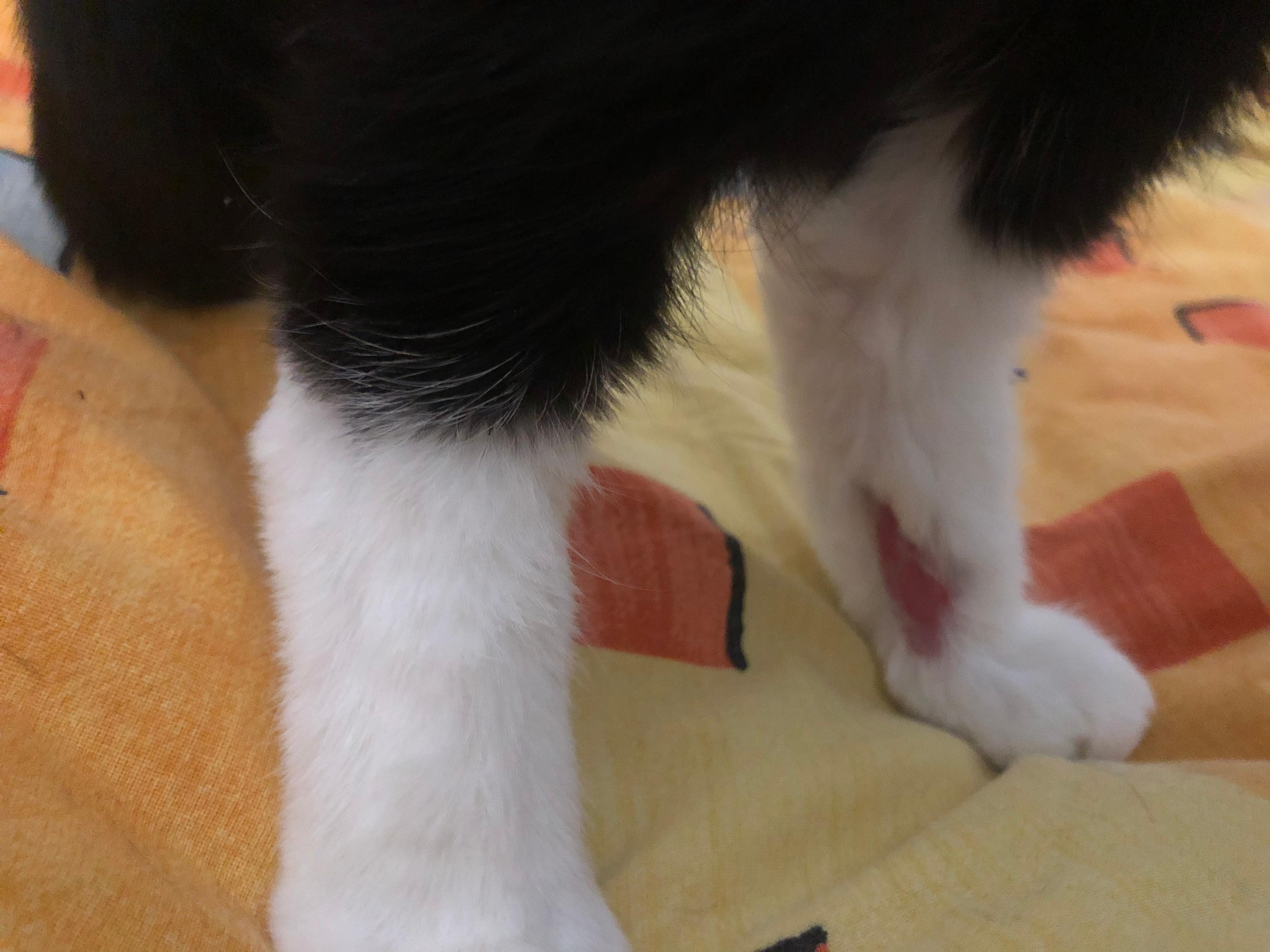 katze leckt sich wunde an der pfote tiere tierarzt