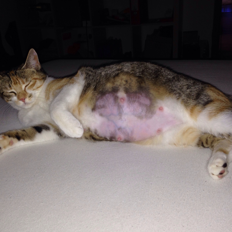 katze luna ist trachtig tag 62 63 geburt kitten trachtigkeit