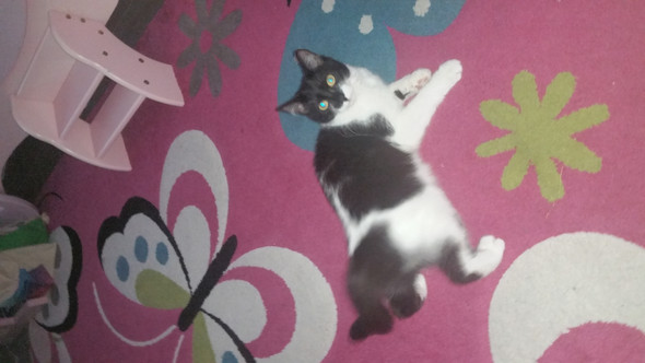 katze macht komische stellung