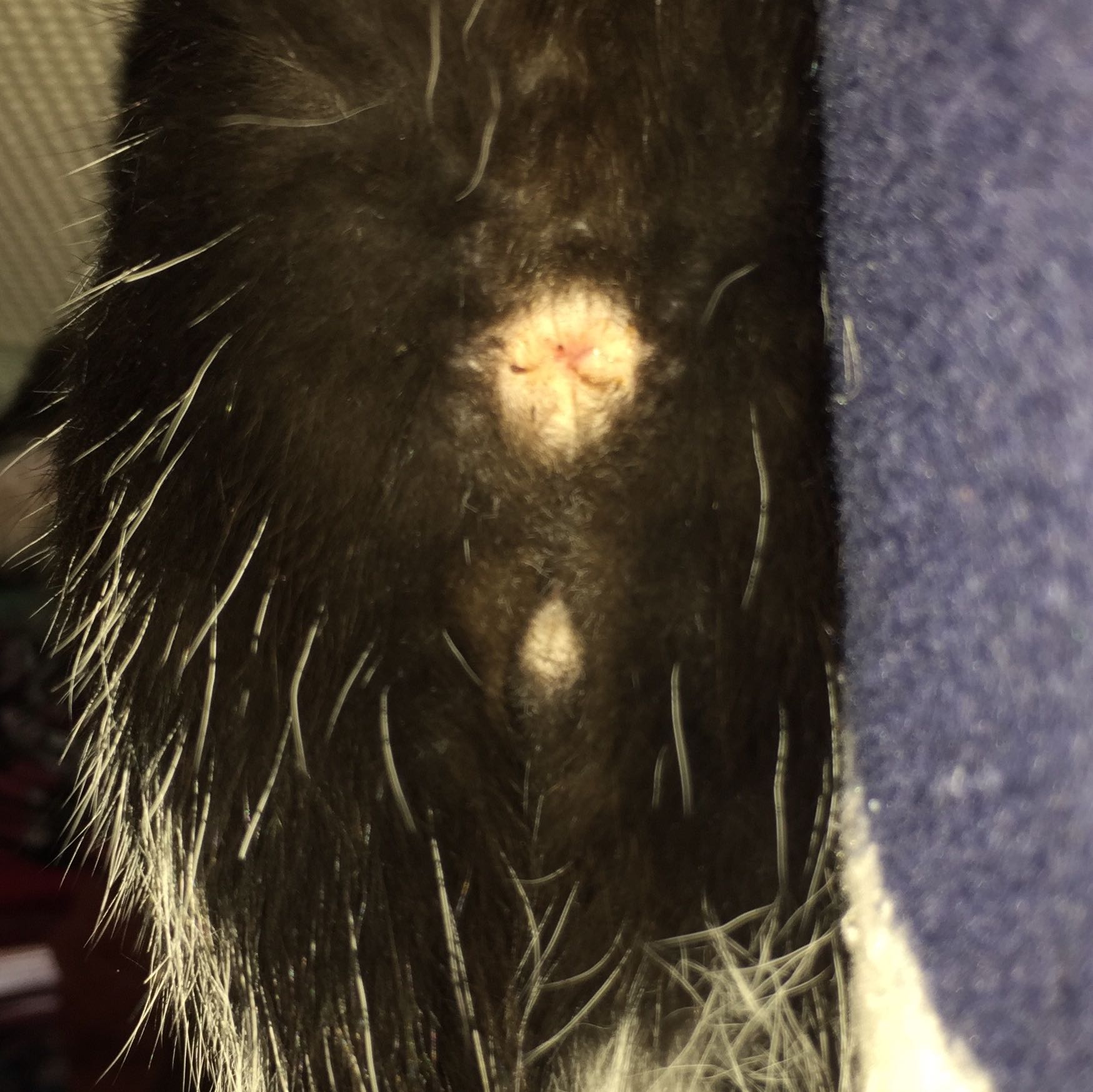 Ist diese Katze männlich oder weiblich? (Geschlecht, Katzenbabys)