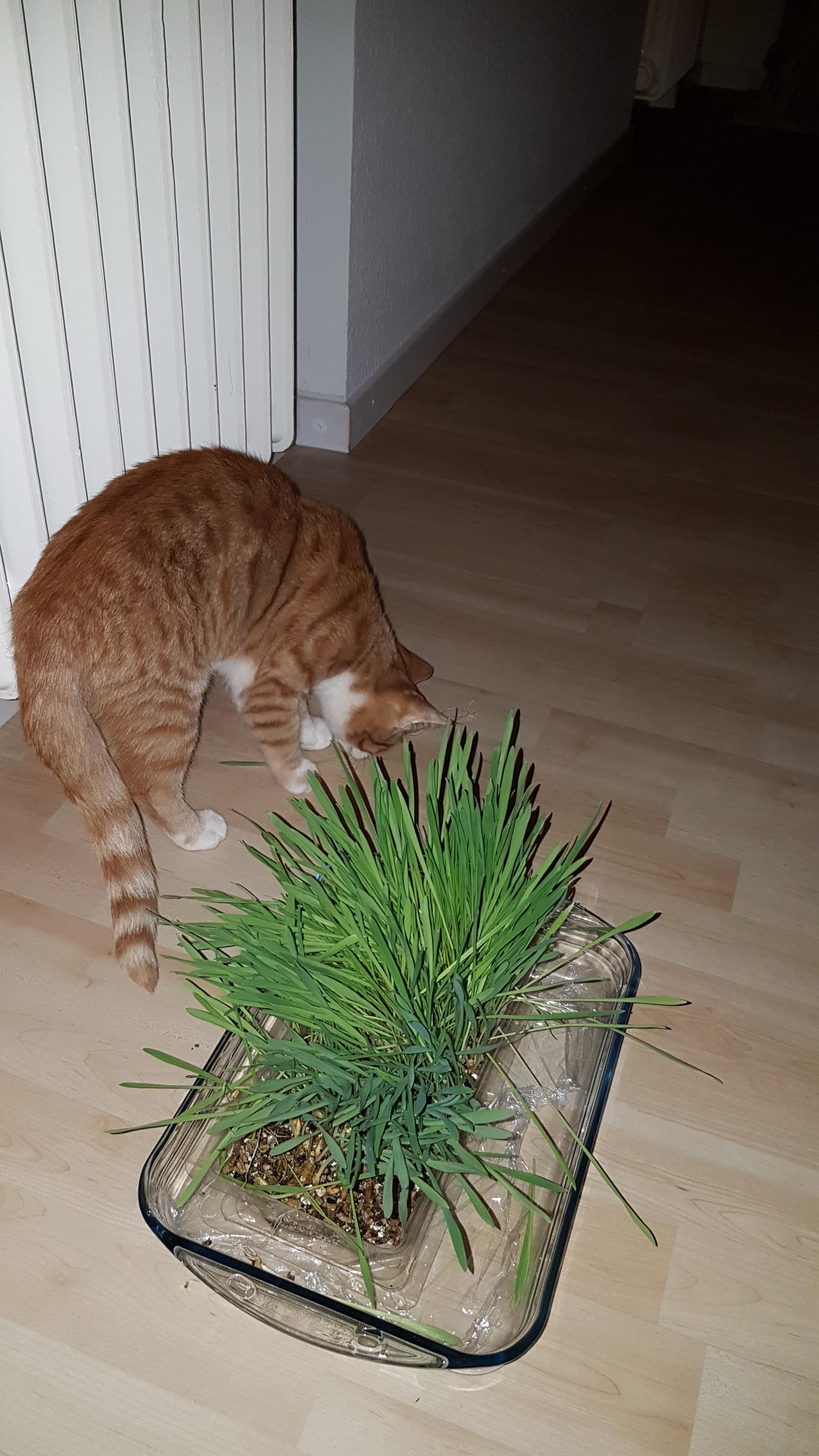 Katze Mit Atemprobleme Katzen