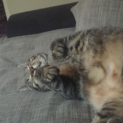 Katze Mit Hase Gewöhnen Tiere Kaninchen Hasen