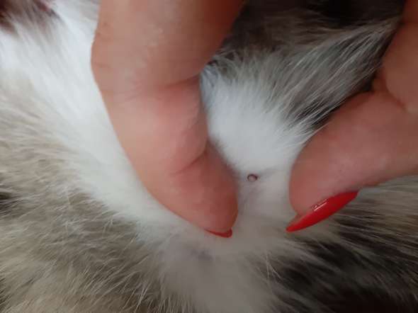 katze mit knubbel im fell muss ich mir sorgen machen katzen artgerechte haltung