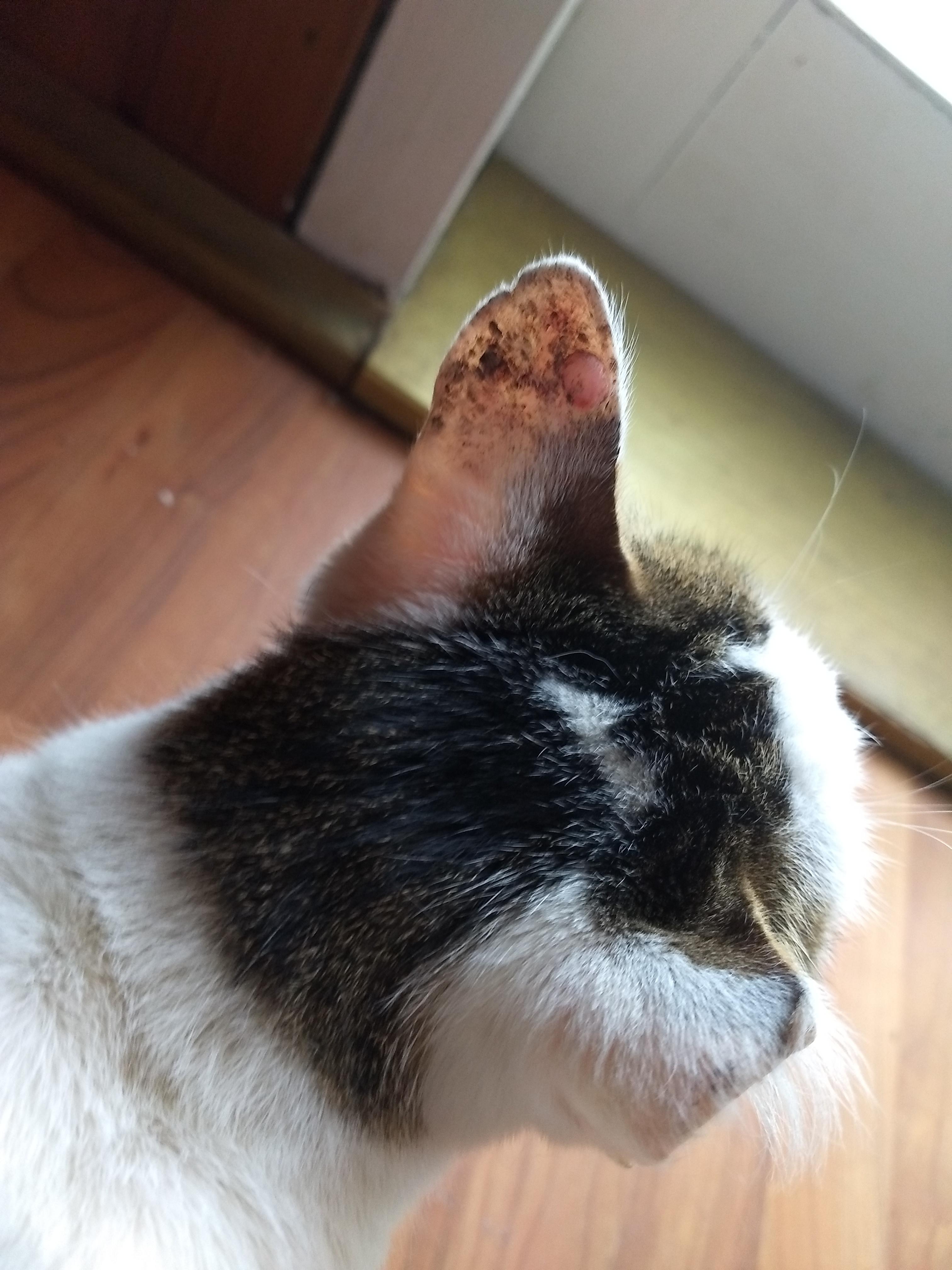 katze mit ohrenkrebs tiere katzen